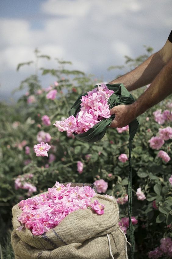 The Scent of Roses